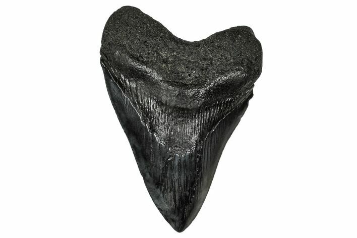 Fossil Megalodon Tooth - South Carolina #340293